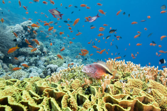 Blotched hawkfish resting and yawning on salad coral