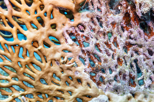 Dying coral reef