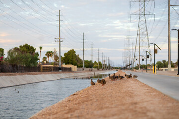 Ducks in Chandler Arizona Canal at sunset