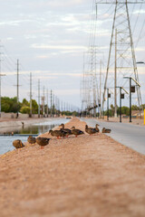 Ducks in Chandler Arizona Canal at sunset