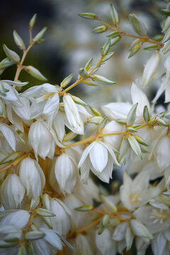 Close Up Of Beautiful Yucca Plant Flowers In Full Bloom