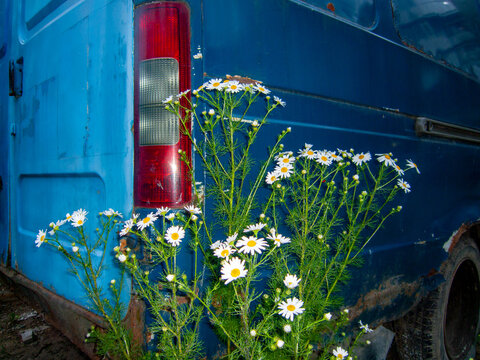 Car and wild flowers