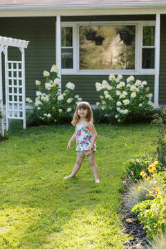 toddler girl in front yard among blooming panicle hydrangeas