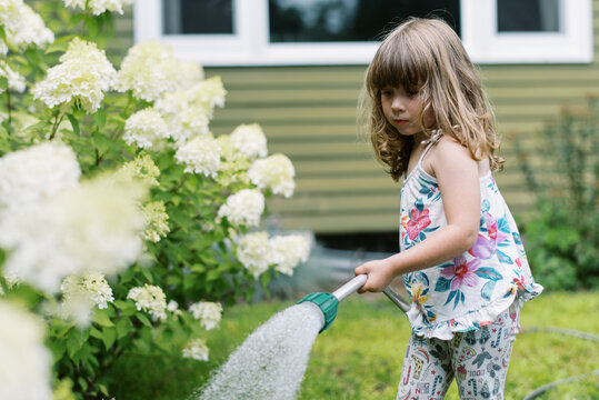 toddler girl in front yard among blooming panicle hydrangeas