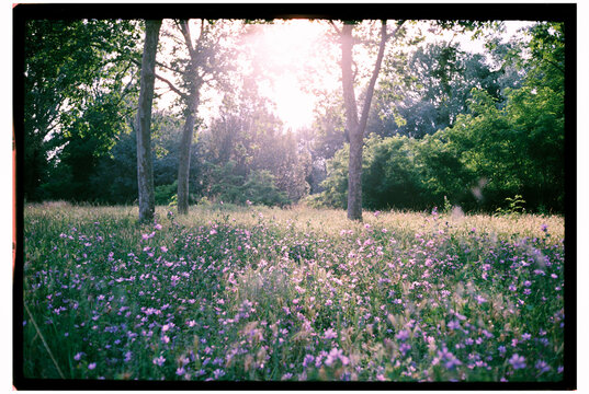Flower field