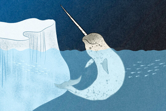 Narwhal