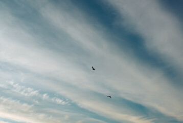 2 birds flying across a cloud streaked sky in the early evening.