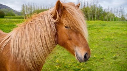 A close-up portrait of an adult Icelandic horse standing in a grassy meadow with yellow summer wildflowers, in southern Iceland. Its long mane covers its neck and most of face.