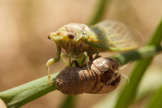 Cicada