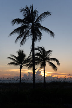 Palm trees against sunset