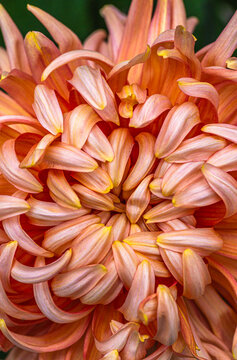 multicolored pale orange and yellow chrysanthemum
