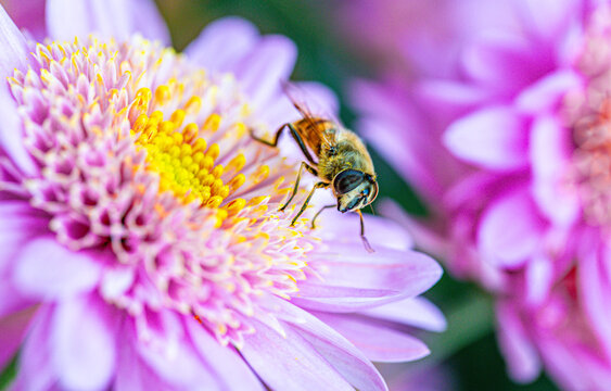 bee on a multicolored pale purple and yellow chrysanthemum