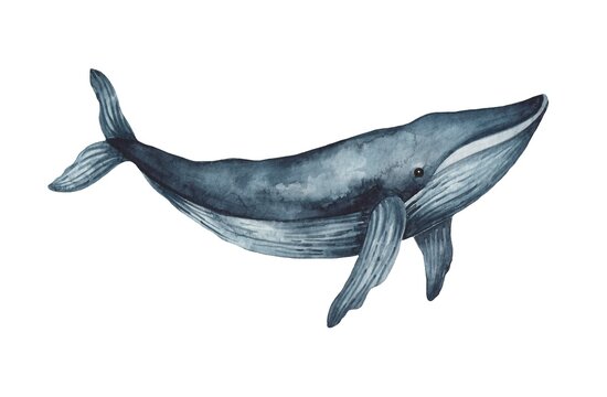 Whale