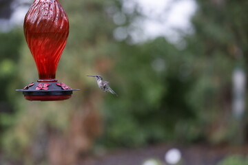 Female Ruby Throated Hummingbird navigates a windy day to feed at a red, glass hummingbird feeder. 