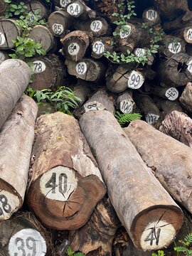 Trees cut and stacked at outdoors with numbering and stamping
