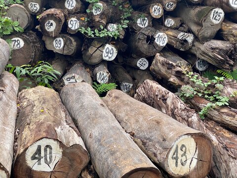 Trees cut and stacked at outdoors with stamping