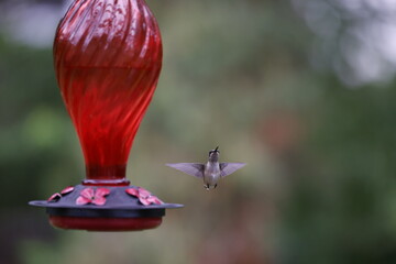Female Ruby Throated Hummingbird navigates a windy day to feed at a red, glass hummingbird feeder. 