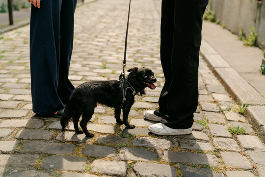little dog being walked in Paris