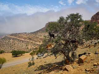goats standing and climbing in a argan oil tree.