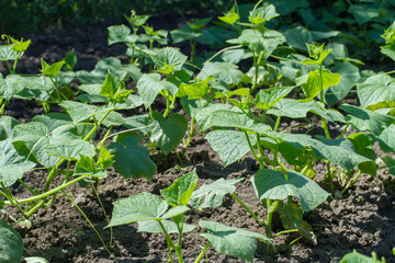 Vegetable garden with young cucumber seedlings. Vegetable garden with vegetables in the garden.