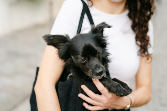 little black dog in shoulder bag