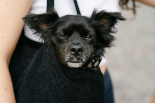 little black dog in shoulder bag