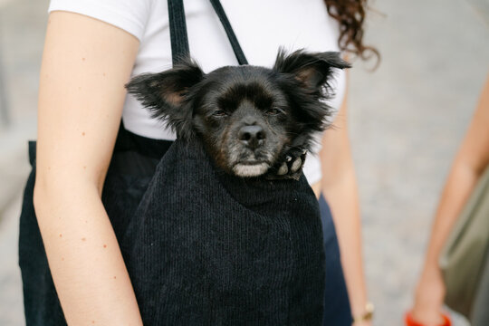 little black dog in shoulder bag