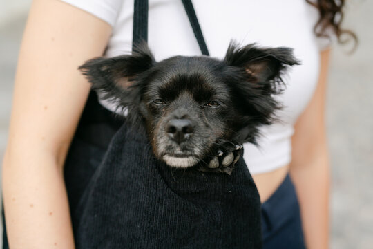 little black dog in shoulder bag