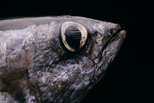 Big tuna fish on dark background