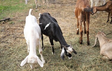 group of horses