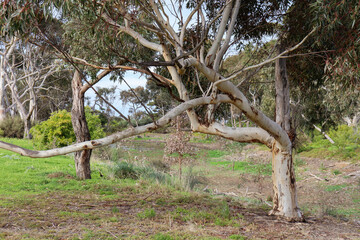 eucalyptus trees in australian bushland