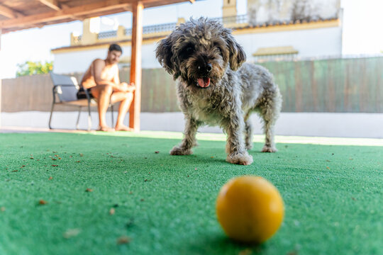 dog waits for a ball to be thrown to him