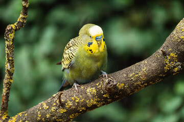 ein putzig blickender Wellensittich auf einem Ast