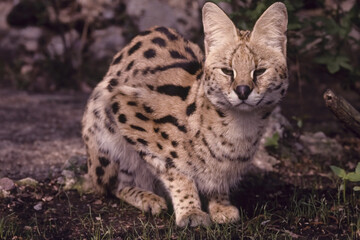 Serval