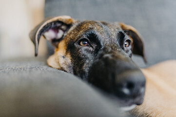 dog lounging on couch