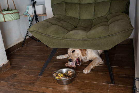 Golden Retriever Enjoys Fresh Food on Parquet.