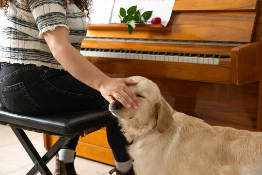 Piano Lesson Paused: Dog Owner's Hand on Dog's Face.