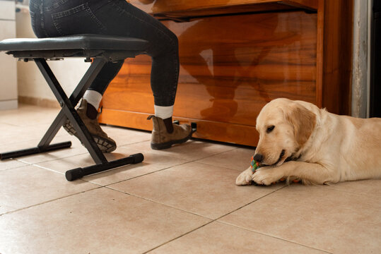 Young Woman Playing Piano at Home, Pet Dog Listening.