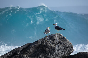 Pacific gulls on a rock. Wave breaking in the background. Australia.