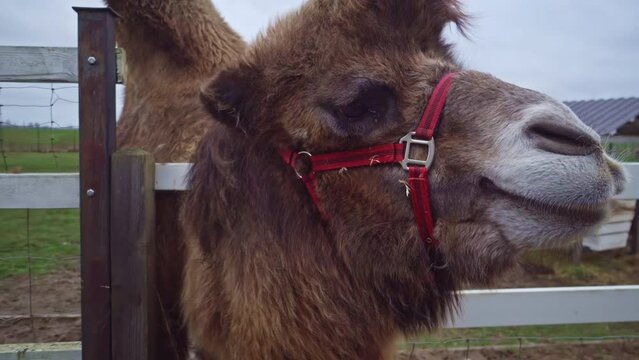 Closeup shot of a bactrian camell sticking out his head from a fence
