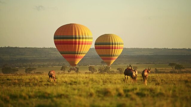 Hot air balloon ride flight flying over African wildlife at sunset, Adventure holiday vacation in Maasai Mara National Reserve, Kenya, Africa Safari Animals in Masai Mara North Conservancy