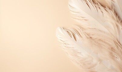 Photo of a delicate white feather against a neutral backdrop