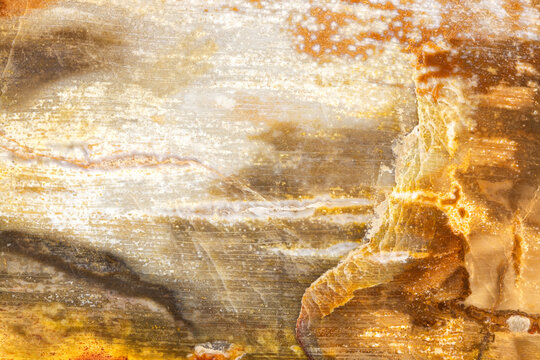 Multicolored Petrified Wood Background  