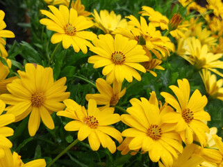 Fototapeta premium colorful blooming African daisy flowers with rain drops