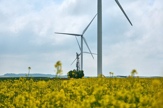 Renewable wind power & canola oil crop for biofuel: energy transition