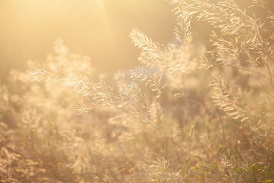 Fototapeta Plants in the sun