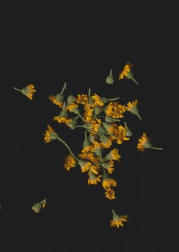 Arnica Flowers Scanography