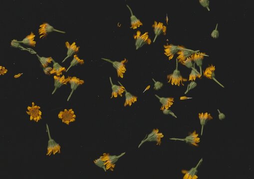 Arnica Flowers Scanography
