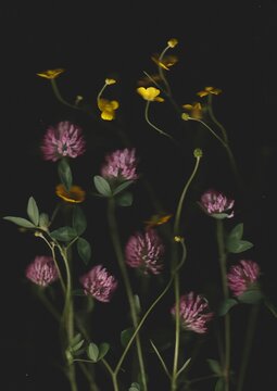 Red Clover & Buttercups Scanography