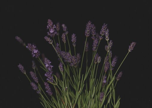Lavender Scanography